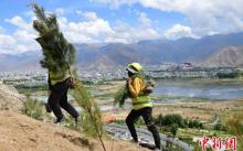 “我在西藏有棵树”公益活动面向社会发起