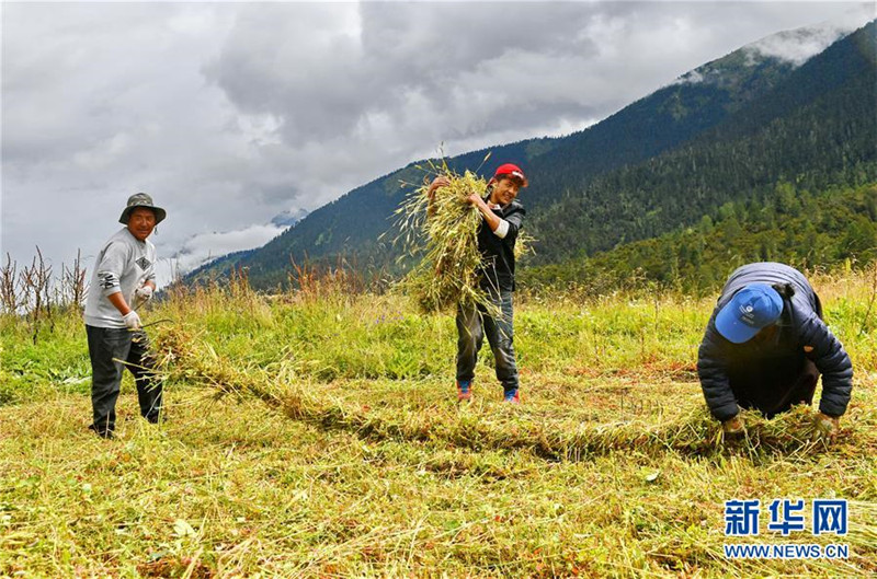 西藏林芝巴宜区牧草丰收