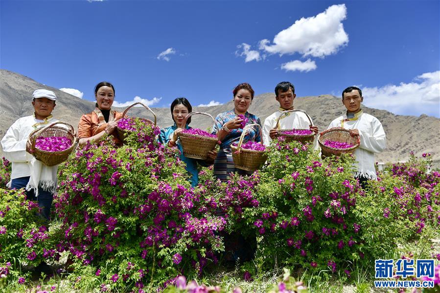 玫瑰生物科技发展有限公司的员工和游客展示采摘的玫瑰花(6月9日摄)