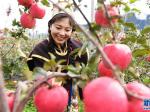 川藏联手推动西藏苹果标准化种植