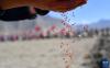 3月16日，村民在西藏拉萨市曲水县茶巴朗村春耕仪式上播撒种子。