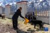 贡培在西藏娘亚牦牛养殖产业发展有限责任公司的标准化养殖场上工作（3月30日摄）。新华社记者 周荻潇 摄