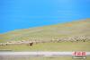 图为西藏那曲市班戈县牧民在湖边放羊。 贡嘎来松 摄