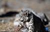 这是12月4日拍摄的放归大自然的雪豹。新华社记者 觉果 摄