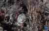 这是12月4日拍摄的放归大自然的雪豹。新华社记者 刘颖 摄