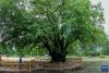 刘利平博士在加查县安绕镇热果村查看一株树龄1800余年的古核桃树（7月27日摄）。新华社记者 旦增尼玛曲珠 摄
