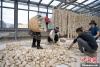 5月10日，甘肃省甘南藏族自治州迭部县一青稞酒厂，工作人员用青稞面和青稞草等制成的曲坯用绳子串起来，方便挂起来晒干。九美旦增 摄